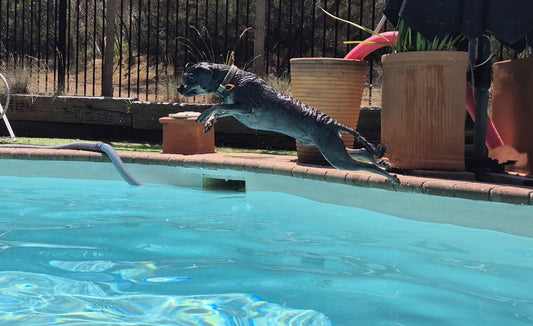 dog jumping in swimming pool