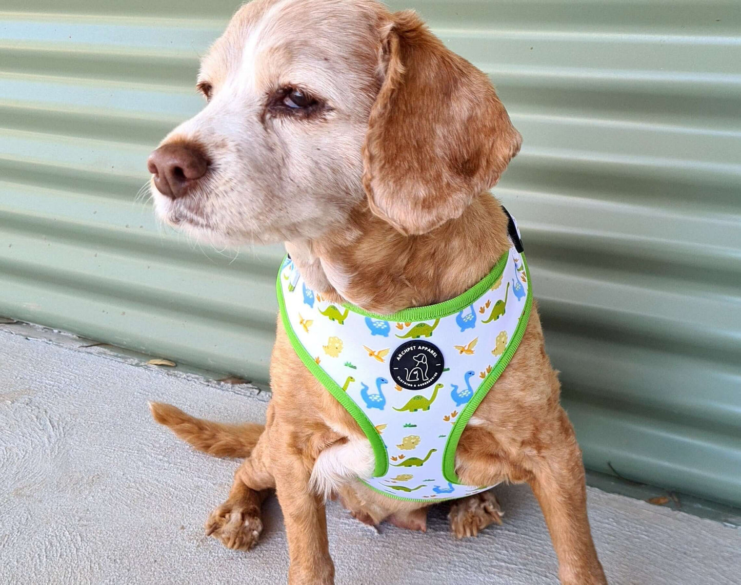 dino harness