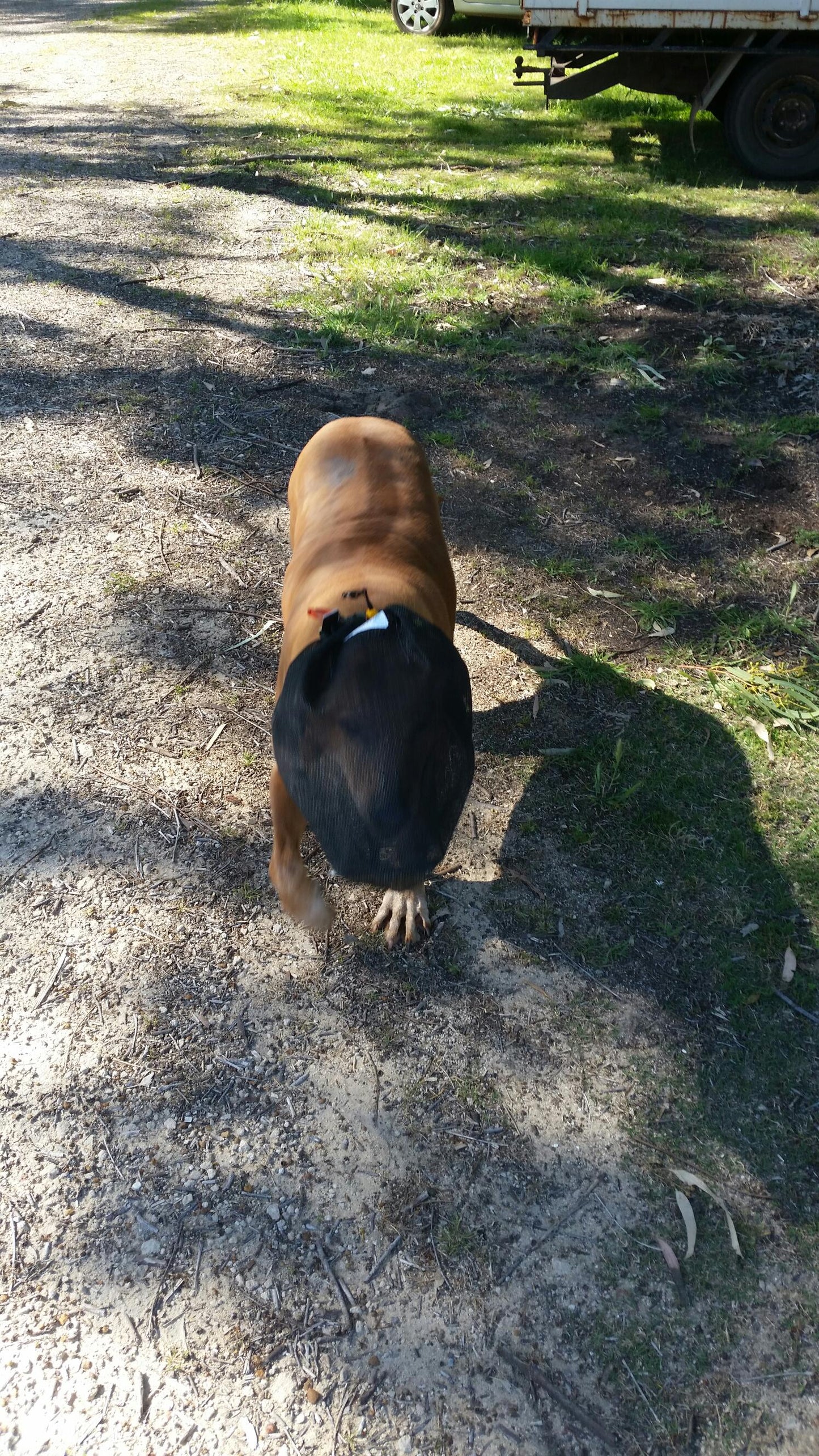 Fly Veil mesh head cover