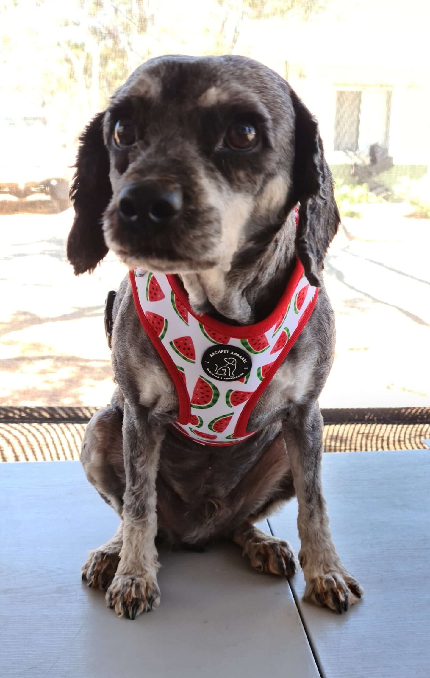 watermelon harness