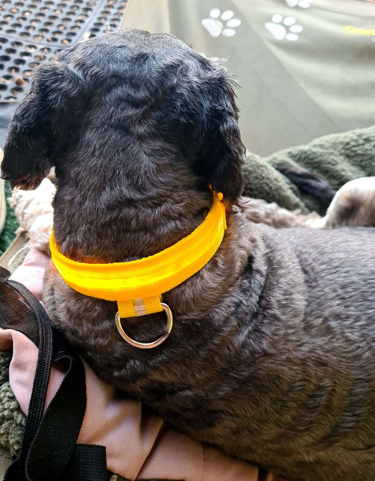 small yellow glow collar