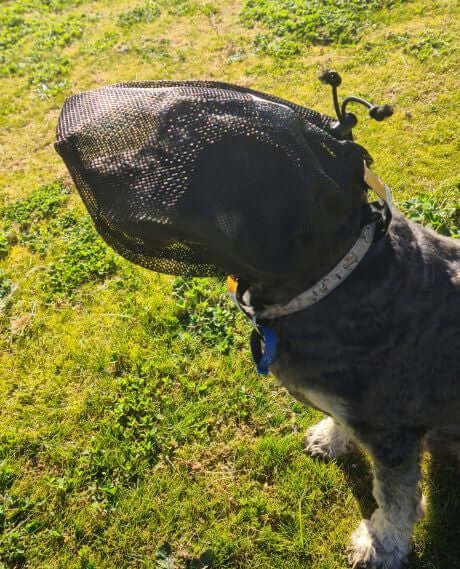 Tail-Wagging Favorites