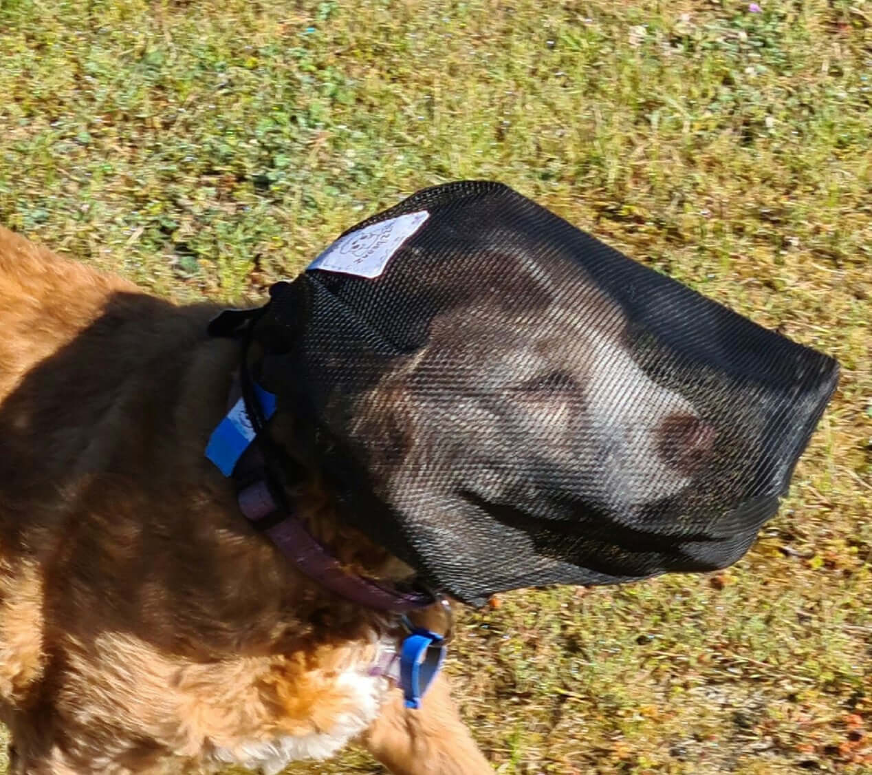 medium veil