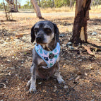 Medium (M) / Butterfly