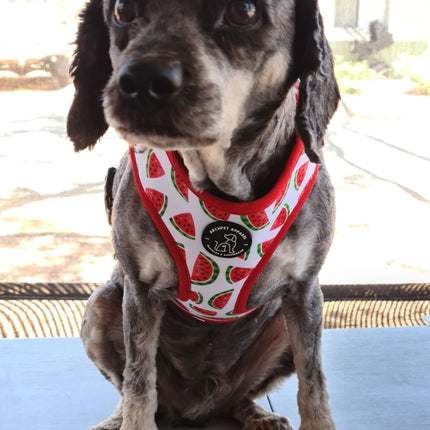 watermelon harness