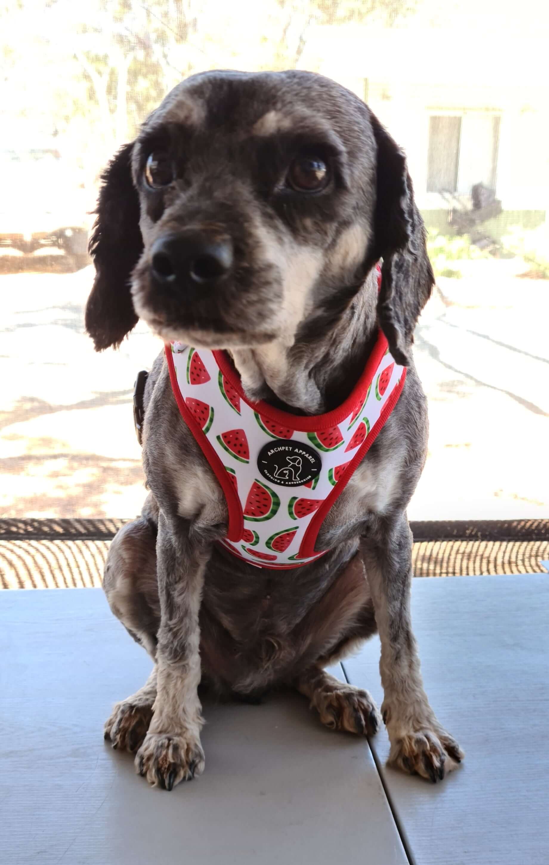 watermelon harness