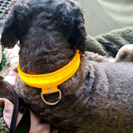 Material Glow Collar