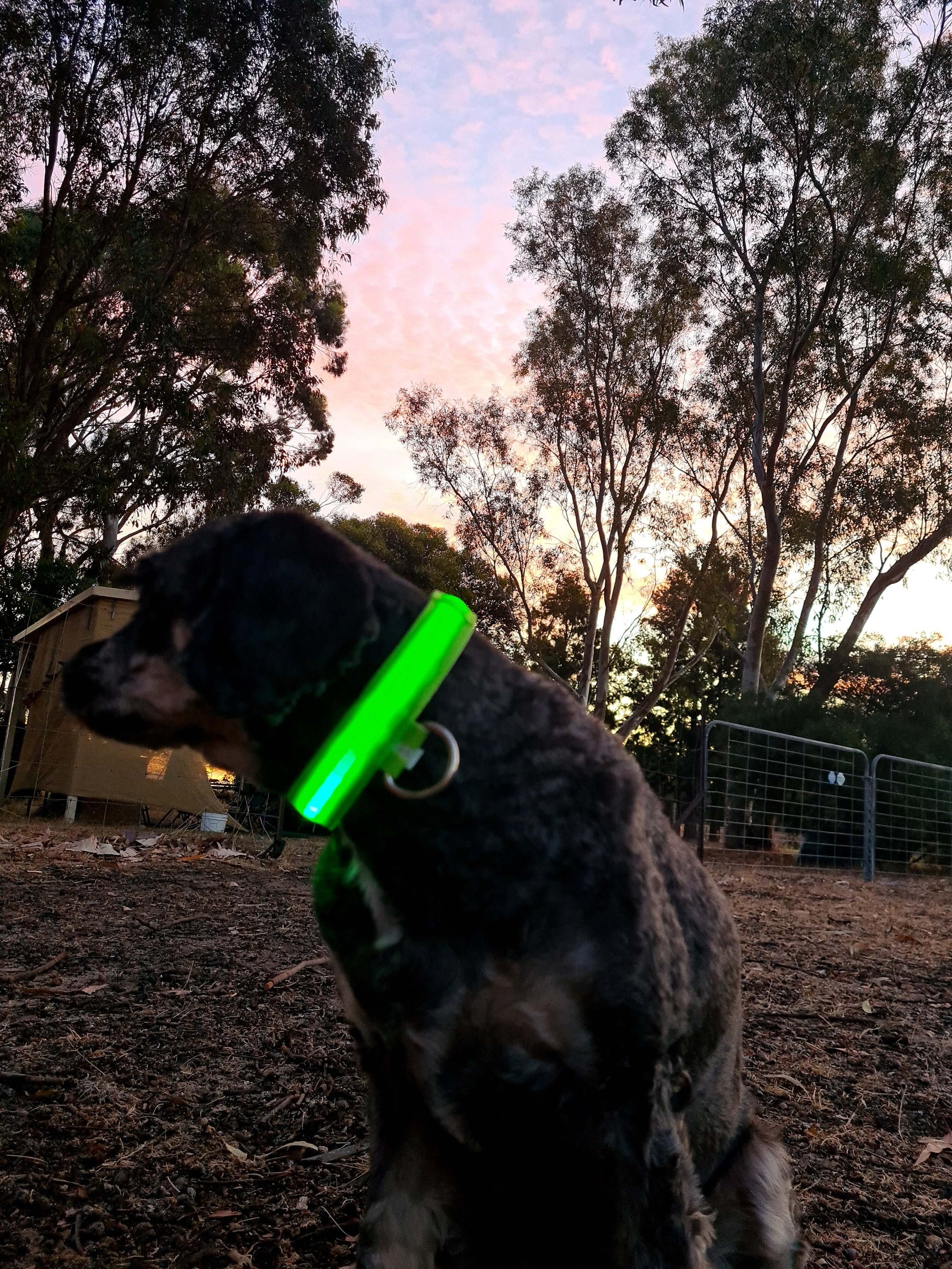 small glow collar