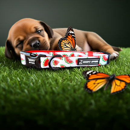 watermelon collar
