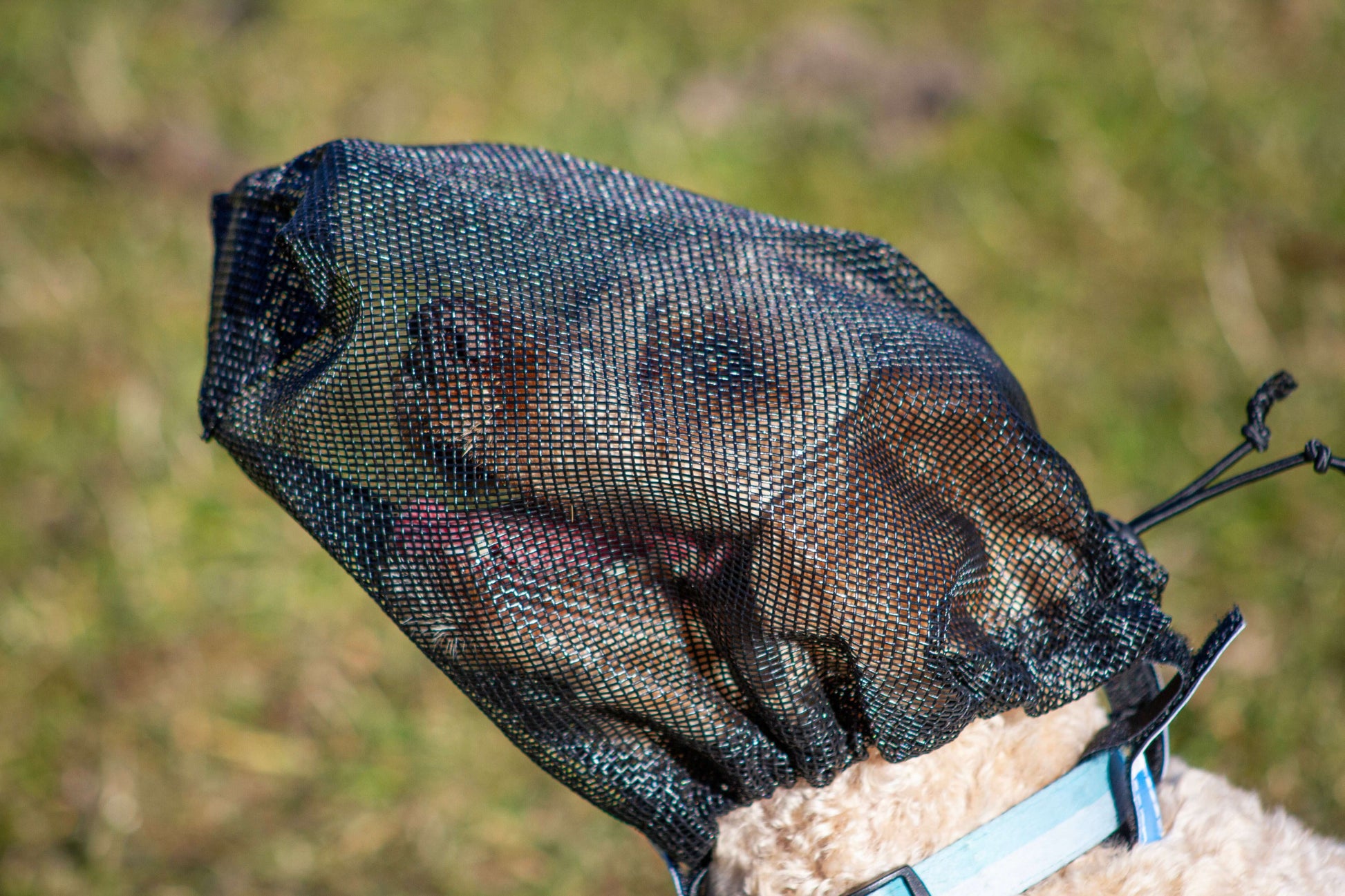 fly veil