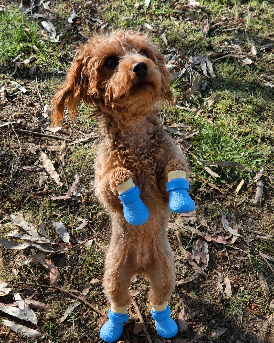 Jelly wearing socks